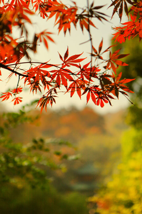 &#27431;&#23453;&#32593;&#39029;&#29256;&#30331;&#24405;&#20837;&#21475;&#45;&#27431;&#23453;&#40;&#20013;&#22269;&#41;